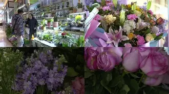 你的长夏永不凋谢